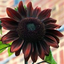 50 Chocolate Cherry Sunflower Seeds - Rich Red-Brown Blooms - $8.00