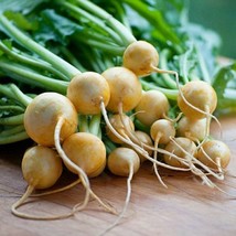 Thjar 700 Golden Ball Turnip Seeds NON-GMO Fresh Harvest For Gardens - £2.71 GBP