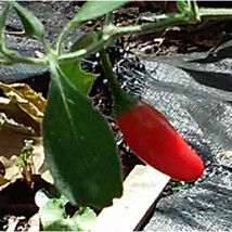 Usa Seller Fire Hot Peppers Seeds Fast Shipping - $9.80