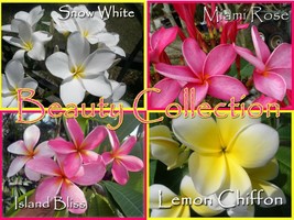 Rare &amp; Exotic 4 pack *Beauty* Collection Plumeria Frangipani Hawaiian Cu... - $35.95