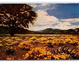 Field of Poppy Flowers in California CA UNP Chrome Postcard C20 - £2.33 GBP