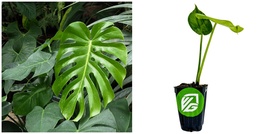 Monstera deliciosa - Split-Leaf Philodendron/Swiss Cheese - Live Plant - HND1 - £61.68 GBP