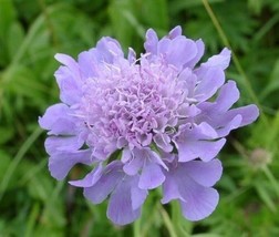 25+ Lilac Scabiosa Pincushion Flower Seeds Perennial - £7.86 GBP