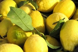 Fresh 5 Corsican Citron Lemon Seeds for Garden - €6,88 EUR
