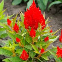 Celosia Scarlet Plume Heirloom Red Cut Flowers Cockscomb Non-GMO 500 Seeds - £7.55 GBP