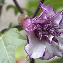 Double Purple Angels Trumpet 10 Seeds Ornamental Tropical Flower Old Time Favori - £12.47 GBP