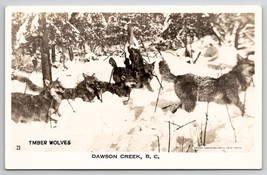 Timber Wolves Dawson Creek B.C. Ontario Canada RPPC Postcard V25 - £7.95 GBP