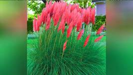 Promotion Mixed Colors Pampas Grass Plant, 200 Seeds - £12.74 GBP