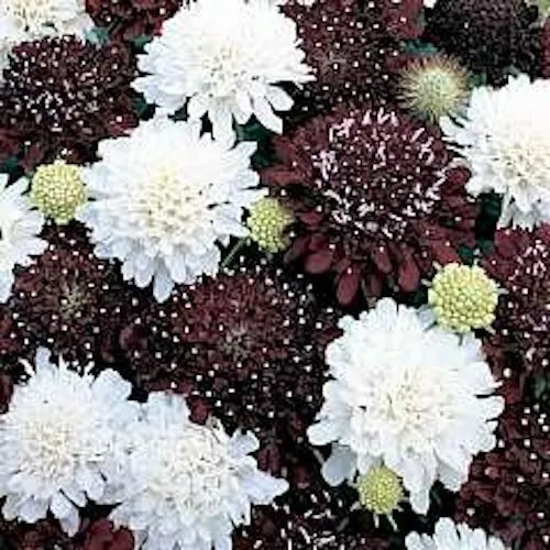 50 Seeds Scabiosa Night &amp;.Day Pincushion Black &amp; White Perennial Flower - £7.74 GBP