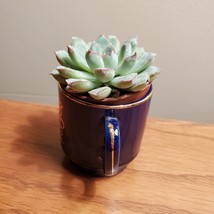 Echeveria Succulent in Miniature Hershey Park Cup, upcycled planter mug garden image 5