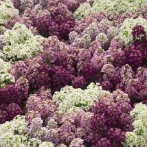 50 Seeds Alyssum Lobularia Maritima Wonderland Mulberry Mix Heirloom Seeds Grow - £6.58 GBP