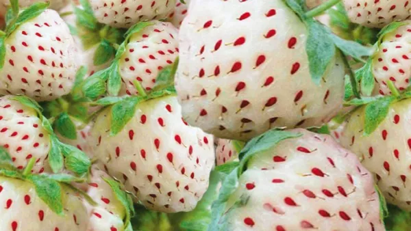White Strawberry Seeds-300+ Seeds-White Pineberry Seeds- Usa Seller - £15.52 GBP