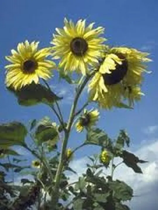 100 Fresh Seeds Sunflower Moonshine - £9.38 GBP