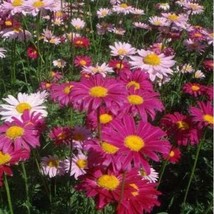 Pyrethrum Daisy Flower Natural Mosquito Repellent Seed Color 1 Fresh Fas... - €4,14 EUR