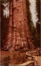 Union Oil Co. Sequoia National Park General Sherman Largest Tree California CA - £3.85 GBP