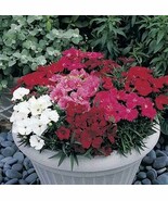 VC Dianthus Charms Series Magic Mix Annual Seeds Easy Grow - $35.08 CAD
