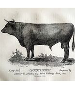 Mountaineer Kerry Bull Cow 1863 Victorian Agriculture Animals Art DWZ4A - $49.99