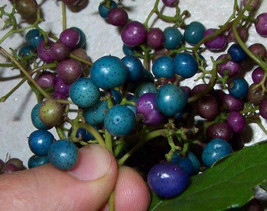 Porcelaine grape berry vine 15 seeds, Ampelopsis, hardy liana, blue rare berries - £7.86 GBP