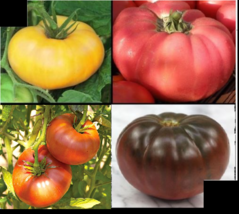 Combo Brandywine Yellow Red Black Pink Tomato 30 Seeds Ea Rare Beefsteak Slicing - £6.59 GBP