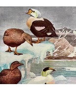 Harlequin And Eider Ducks Birds Print Fuertes 1917 Color Plate Art DWX7C - $551.07 MXN