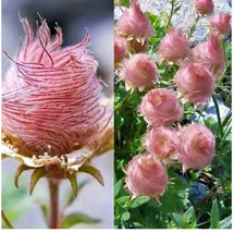 Best 25 Seeds Pink Prairie Smoke Flowers Easy to Grow Garden - £3.82 GBP