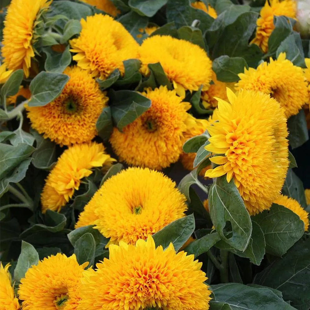 Sunflower Teddy Bear Seeds (Helianthus Annuus) - Packet. Sunflower 2000 ... - $9.99+