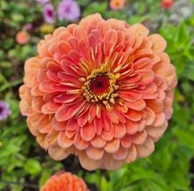 Zinnia Benary Giant Salmon Rose (10 Seeds) – Giant Blooms, Stunning Color - €6,34 EUR+