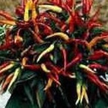 Riot Pepper Seeds Compact Plants. US Seller Fast Shipping - £5.37 GBP