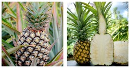 Kona Sugarloaf Pineapple 6 Plants - £76.71 GBP