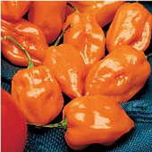 Habanero Hot Peppers Orange Strain 8 Seeds Fresh Seeds USA - £10.53 GBP