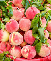 ArfanJaya 5 Peach Tree Seeds (Prunus Persica Nemaguard) Edible Fruit Native Semi - £12.15 GBP
