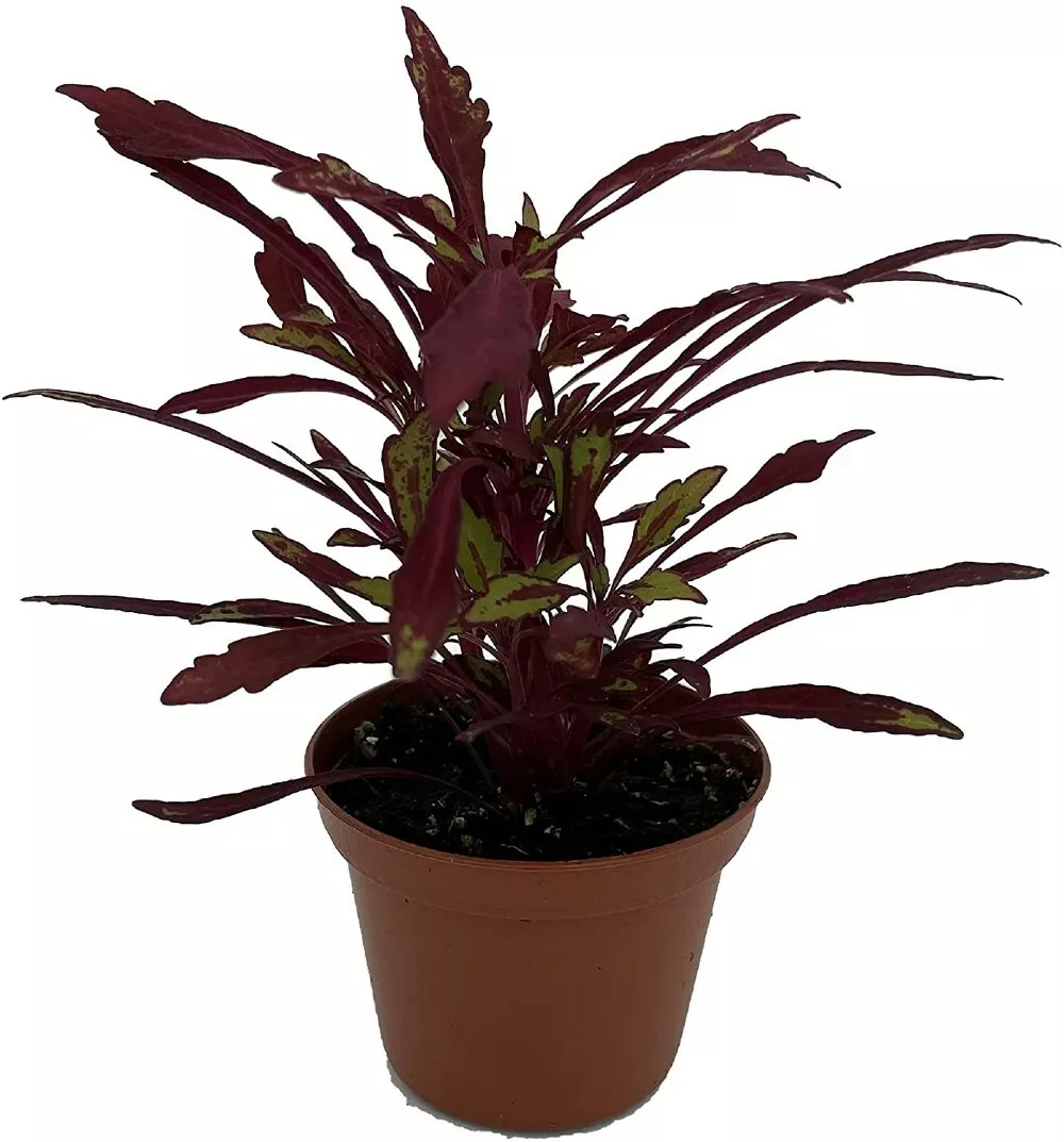 Solenostemons Urchins Red Coleus Sea Bold Easy To Grow House Live Plant ... - £32.33 GBP