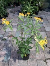 Yellow Milkweed 1 Live Plant In 6” Pot - $19.80