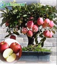 Fresh Seeds 100Pcs Red Apple Tree Seeds Series - $13.82