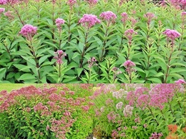 200+JOE PYE WEED Native Wildflower Vanilla Summer Flower Seeds Garden Heat Cold - £10.03 GBP