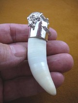 (G963-21-1) Extra LARGE 3&quot; GATOR Alligator Tooth teeth SILVER CAP gators Pendant - £266.41 GBP