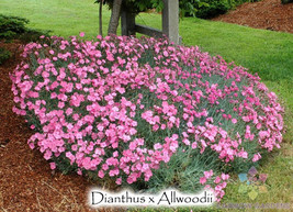 PPA 200+ Allwood&#39;S Pink Carnation Seeds For Garden Planting - USA  - $7.12