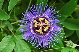 4&#39;&#39; Pot Live Plant Passion Flower Maypop Purple Outdoor Garden Perennial... - £26.57 GBP