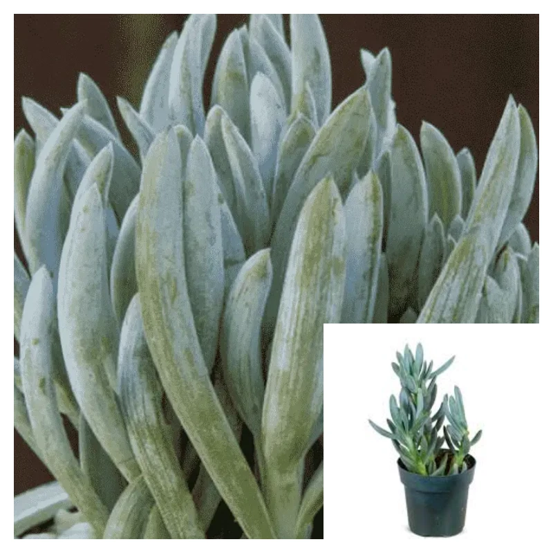 Curio Repens 4 inches Blue Chalksticks Plant Blue Chalk Fingers Live Plant - $15.37