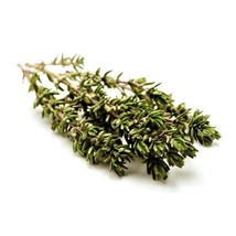 Summer Thyme 500 Seeds Have French Creeping Oregano Basil Seeds Heirloom Gardeni - $7.94