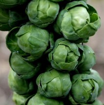 HGBO 500 Seeds Brusels Sprouts Seeds Long Island Improved Nongmo Ship From US - £6.56 GBP