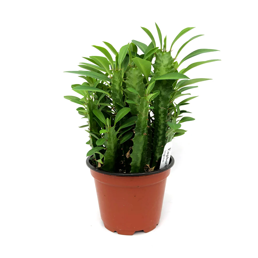 CLK Euphorbia Trigona 3.5 until 4 Inch Pot USA Seller - $24.98