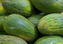 10 Spanish Valencia Late Melon Seeds Fast Sweet Fresh Seeds - $15.90