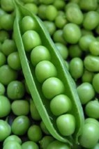 50 Super Sugar Snap Pea Pisum Sativum Macrocarpon Vegetable Seeds - $8.35