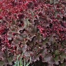 30 Melting Fire Heuchera Ground Cover Seeds Garden Fresh USA Shipping - £13.23 GBP