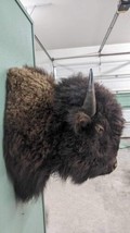 Real North American Buffalo / Bison Shoulder Taxidermy Mount New - £2,773.63 GBP