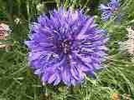 Cornflower Centaurea Cyanus Blue200 Seeds From US  - £6.45 GBP