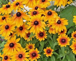 Rudbeckia Hirta Brown-eyed Susan’s Flower Seeds Gloriosa Daisy Summer Mix Orange - £7.16 GBP