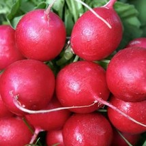 USA SELLER Cherry Belle Radish 25 Seeds Fast Shipping - £11.43 GBP