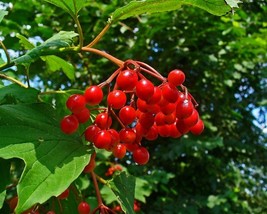 Viburnum Opulus (European Cranberrybush) 6 seeds - £1.34 GBP